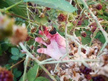 Close-up of bee on flower