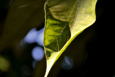 Close-up of fresh green leaf