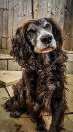 Portrait of dog sitting on wood