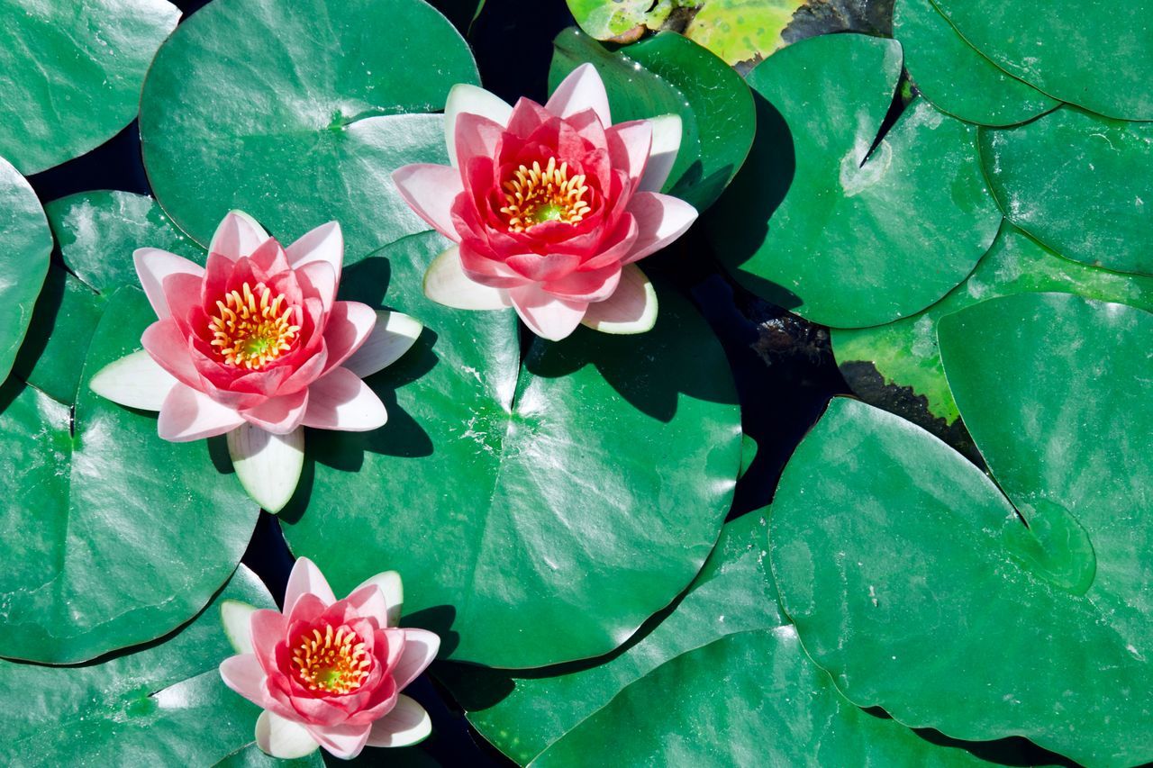 flower, flowering plant, plant, beauty in nature, freshness, leaf, fragility, plant part, vulnerability, petal, flower head, inflorescence, growth, pink color, nature, water lily, close-up, water, pond, high angle view, floating on water, lotus water lily, outdoors, no people, pollen