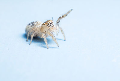 Close-up of spider