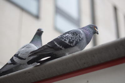 Low angle view of bird perching outdoors