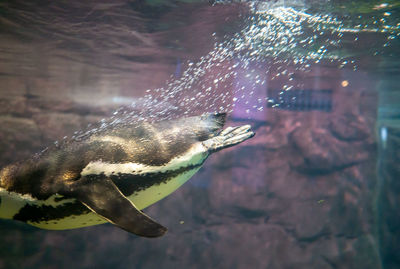 Close-up of fish swimming in sea