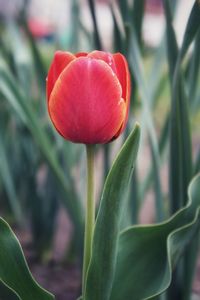 Close-up of red tulip