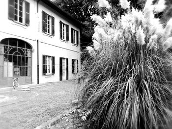 Close-up of plant against building