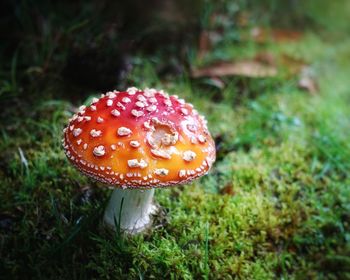 Close-up of fly agaric mushroom on field