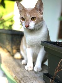 Close-up portrait of cat