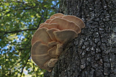 Close-up of mushroom growing on tree trunk