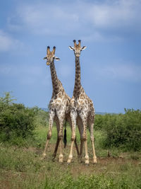 View of giraffe on field against sky