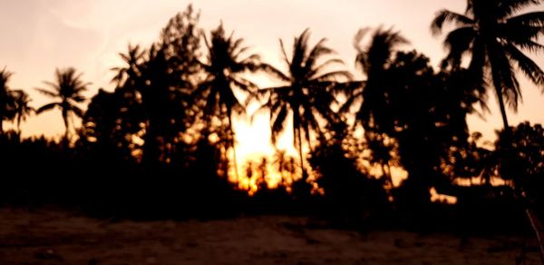 Silhouette palm trees on field against sky at sunset