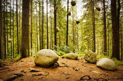 View of rocks and trees in forest