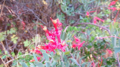 Close-up of pink flowers