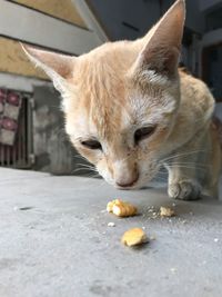 Close-up of cat eating food