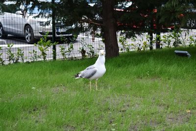 Seagull on a field