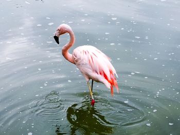 Bird on a lake