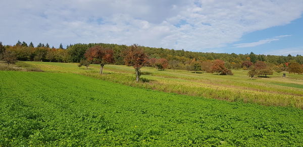 Scenic view of agricultural field against sky