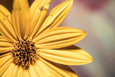 Close-up of yellow flower