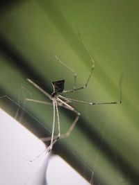 Close-up of spider on web