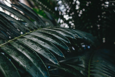 Close-up of wet plant leaves