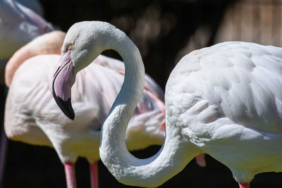 Close-up of swan in water