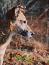 Close-up of dog on field