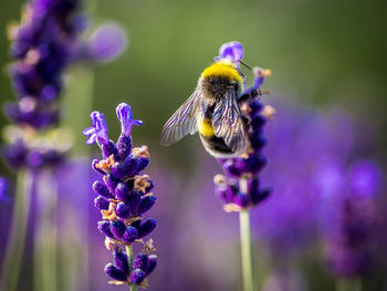 Close-up of bumblebee on lavender