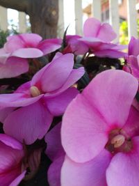 Close-up of pink flowers