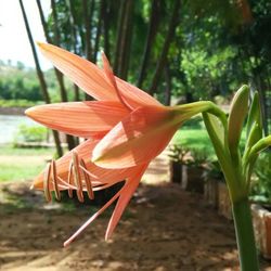Close-up of red flower