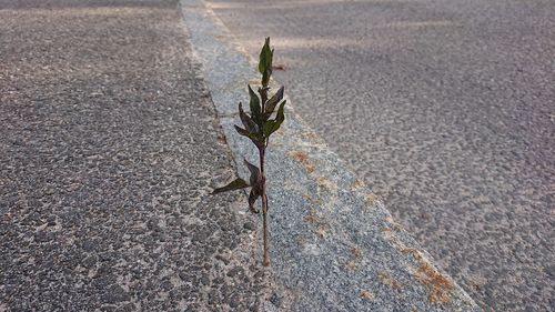 High angle view of plant on road