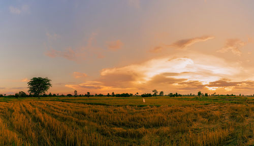 Rice farm. stubble in field after harvest. dried rice straw in farm. landscape of rice farm.