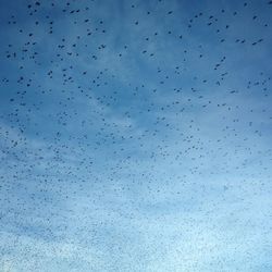 Low angle view of birds flying against sky