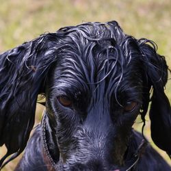 Close-up portrait of wet black dog on land