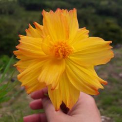 Close-up of yellow flower blooming outdoors