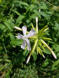 Close-up of white flower blooming outdoors