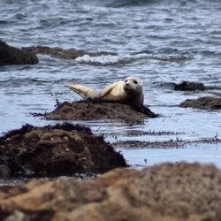 Gray seal on rocks at shore