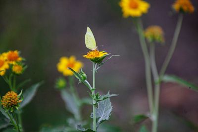 Close-up of yellow flowering plant