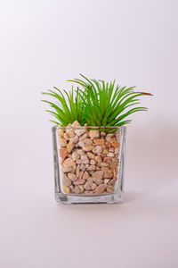 High angle view of potted plant against white background