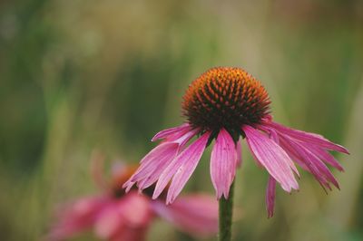 Close-up of eastern purple coneflower blooming in park