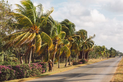 Palm trees by road against sky