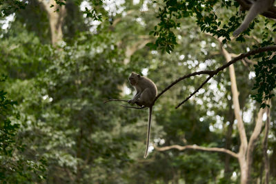 Bird perching on a tree