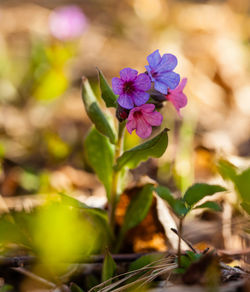 Close-up of purple flowering plant