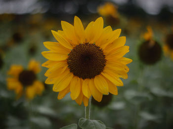 Close-up of sunflower