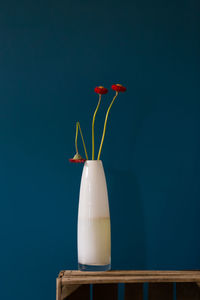 Close-up of potted plant on table against blue wall