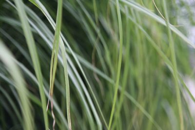 Close-up of fresh green leaf