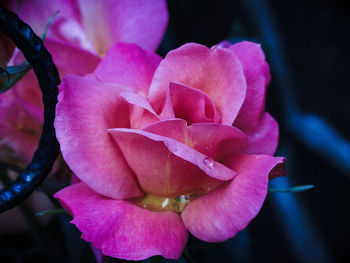 Macro shot of pink rose