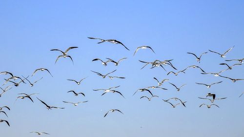 Low angle view of birds flying in sky