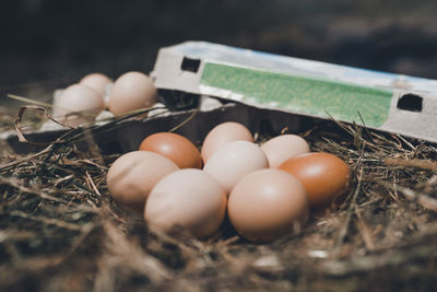 High angle view of eggs in container