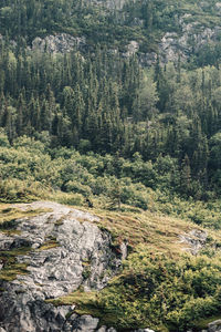 High angle view of pine trees in forest