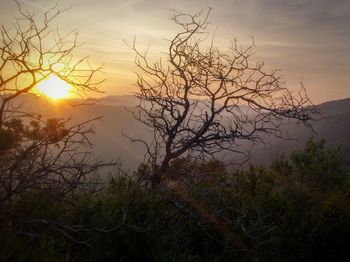 Bare trees on landscape at sunset