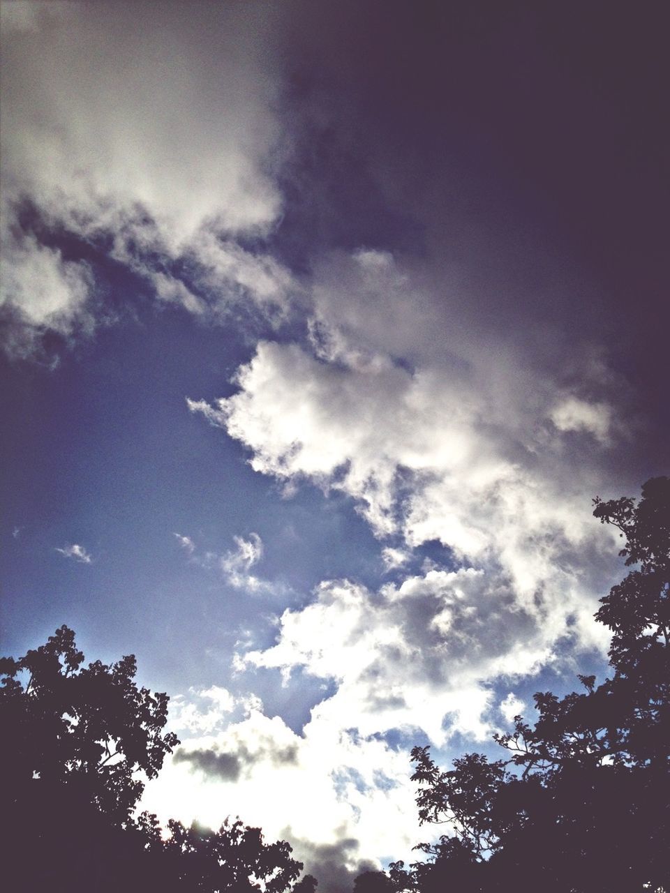 low angle view, tree, sky, silhouette, cloud - sky, beauty in nature, tranquility, nature, scenics, tranquil scene, cloud, cloudy, growth, high section, outdoors, no people, treetop, day, branch, idyllic